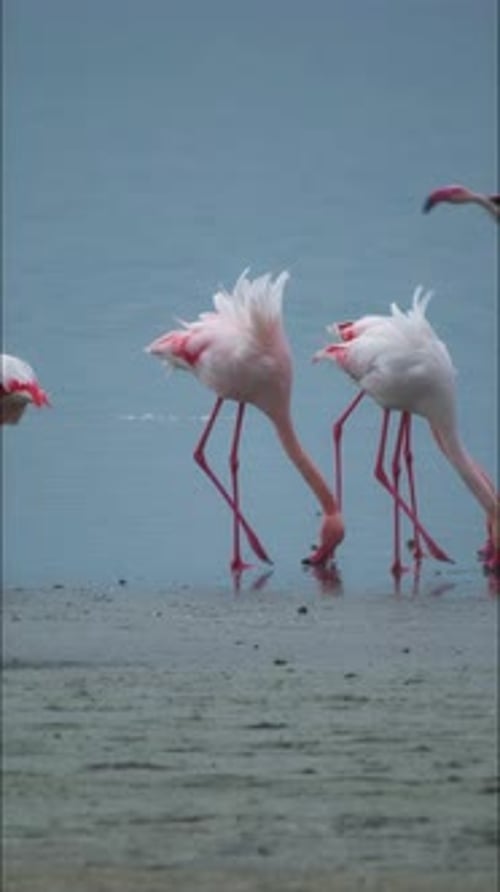Vertical Video Wildlife Pink Flamingos in a Salt Lake