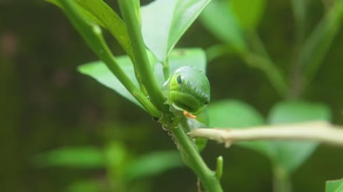 Macro Footage of a Vibrant Green Caterpillar Crawling on Leaves