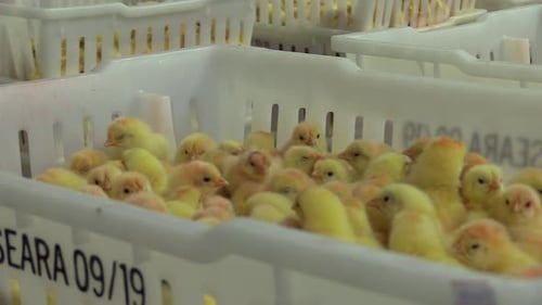 Nursery of yellow tiny chicks crammed in boxes in a poultry shed