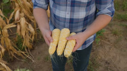 Nahaufnahme: Mais in Händen: Das einfache Leben auf dem Bauernhof