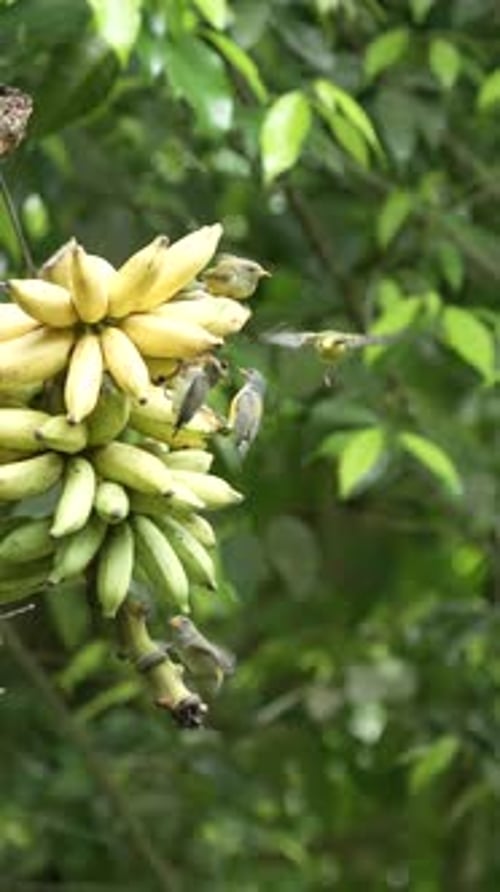 Small Birds Feeding on Wild Tropical Bananas