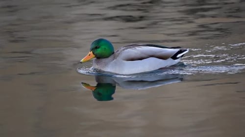 Male mallard duck swimming on a river