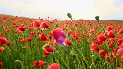 Rote Mohnblumen in einem wilden Feld