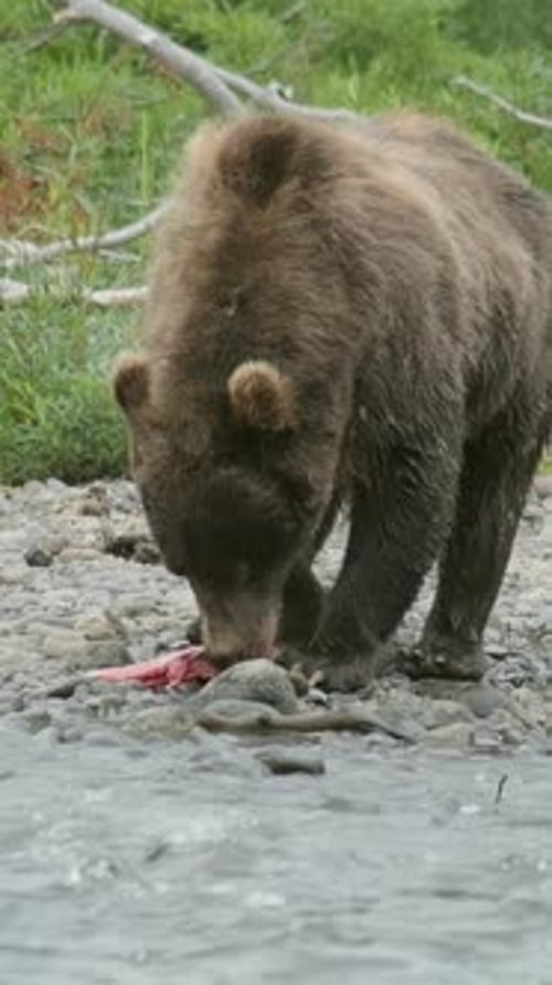 Brown Bear Eating Salmon