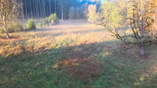 cinematic flight in the morning in a forest