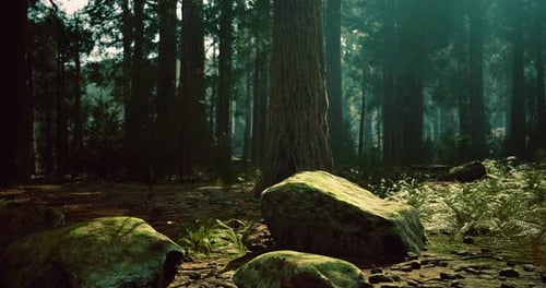 Moss Covered Stones Amidst Ancient Trees in a Serene Forest Grove