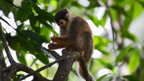 Kleiner Totenkopfaffe, der auf einem Ast sitzt und ein riesiges Insekt isst. Die costaricanische Fauna wurde aus nächster Nähe gefilmt.