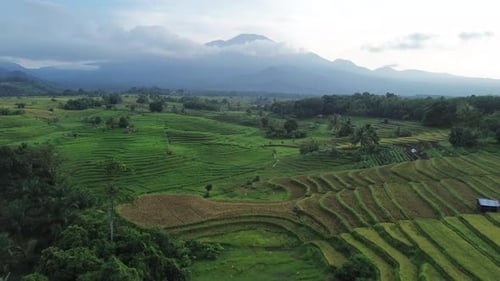 Beautiful morning view indonesia Panorama Landscape paddy fields with beauty color and sky natural