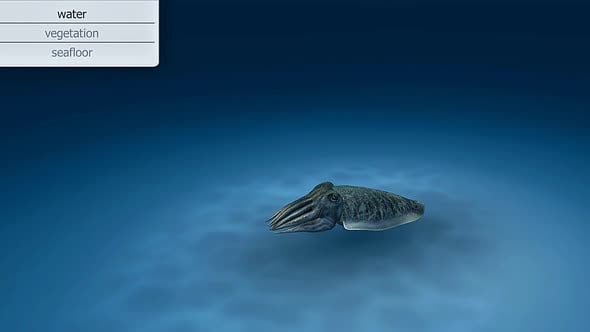 Common Cuttlefish Environment, Backgrounds Motion Graphics ft. common ...