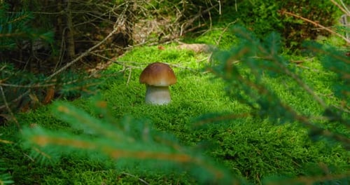 Magic Green Fairytale Real Moss Grows at Roots of Coniferous Pine Spruce Trees on Background Forest