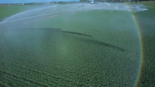Center pivot irrigation system is watering a large cornfield on a sunny day. The irrigation system i