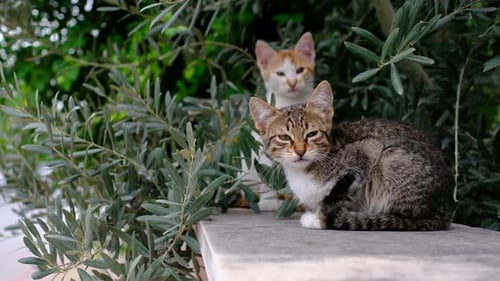 Homeless Cat Walking on Summer Turkish Park