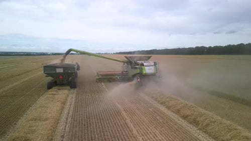 Combine on the field harvesting wheat
