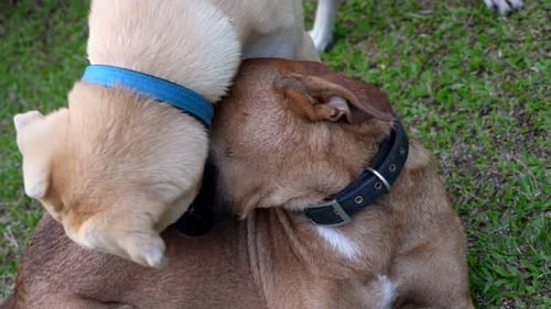 Two dogs are playing with each other