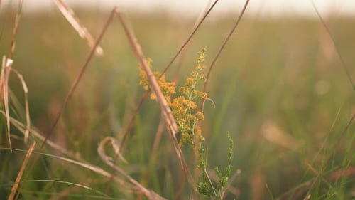 Close Up of Yellow Wildflower Surrounded By Dry and Green Grass in Meadow