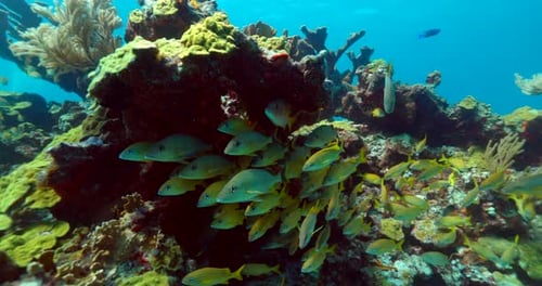 School of yellowtail snappers on a reef in Cancun Mexico