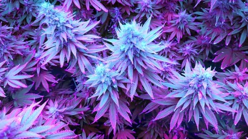 Plantas de cannabis con colores cyberpunk