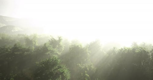 Soft Rays of Sunlight Break Through the Thick Mist in a Lush Forest