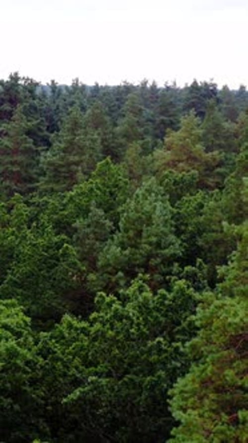 Aerial view of forest tree. Green tree forest view from above