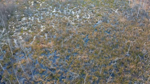 Sumpf im Herbst, Landschaft, Luftbild, Weißrussland, Europa