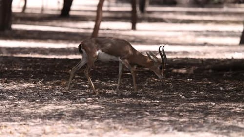 Alert Antelope Grazing in the Shade of Trees