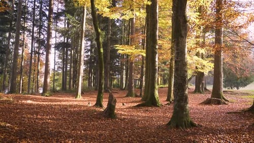 Falling Leaves At The Sunny Autumn Forest 25