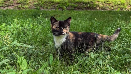 Small Kitten Standing in Tall Green Grass