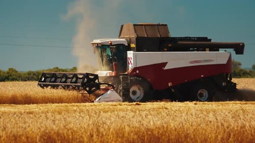 Combine Harvester Works Moves and Collects the Wheat Harvest in the Ripe Wheat Field During the