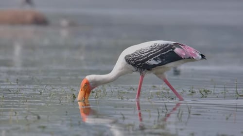 A painted stork searching for food in the marshland.