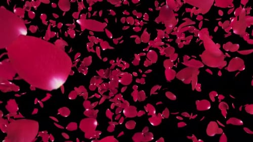 Romantic Red Rose Petals Falling Transition