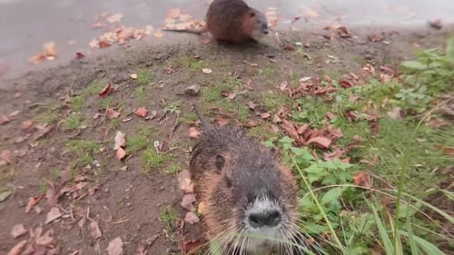 Pair of curious Coypus approaching camera, looks into lens, sniffing and touching it