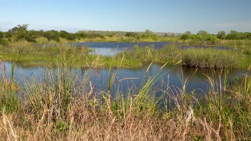 Establishing slow motion shot showing a beautiful pond surrounded by grasses slowly swaying in the b