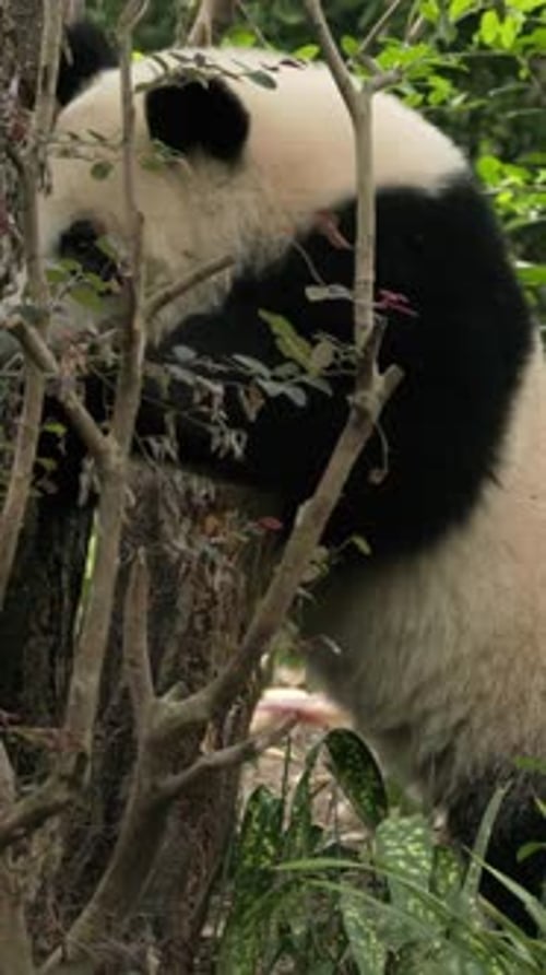 Giant Pandas Play In Slow