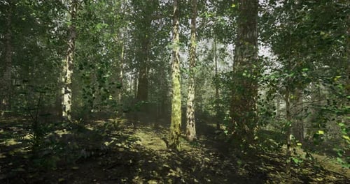 Exploring a Lush Forest with Sunlight Filtering Through the Green Canopy