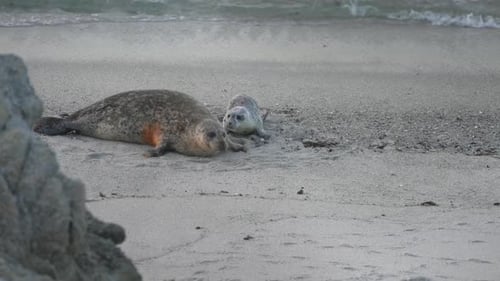 Harbor seal mother and newborn pup scooting forward towards the camera.