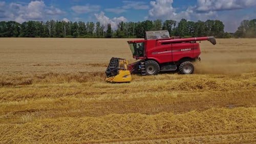 Harvest field with combine. Harvesting machine working in the field