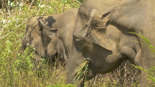 Asian Elephant grazing nearby foliage in Sri Lanka