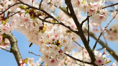 Flores de cerejeira em plena floração com polinização por vespas, fundo de céu azul claro, luz do dia