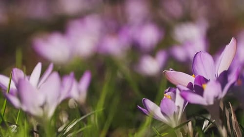 Flowering Crocus Spring Flowers