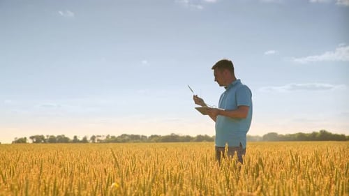 Man with Wheat Stalk and Tablet. Agro Scientist Using Tablet in Field