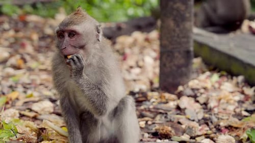 Close-Up Of Monkey Eating On Leafy Forest Floor