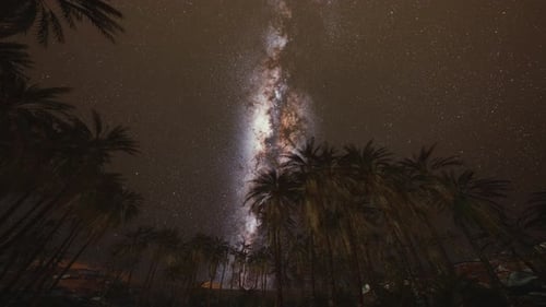 Milky Way Night Sky with Palm Trees Landscape Motion