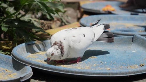 Paloma rocosa alimentándose bajo el sol en un parque de animales de Kuala Lumpur, Malasia. Primer plano