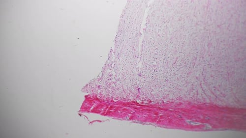 White Fibrous Tissue of Human Being Filmed Under Microscope 40x on Bright Field Background