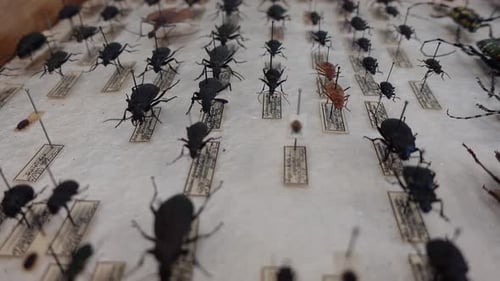 Pinned Beetle Collection with Labels