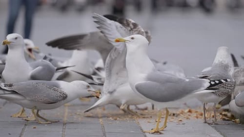 Gaviotas comiendo pan rallado en un parque de la ciudad en un frío día de otoño