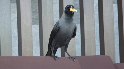 Crow Perched on Sofa Holding Food