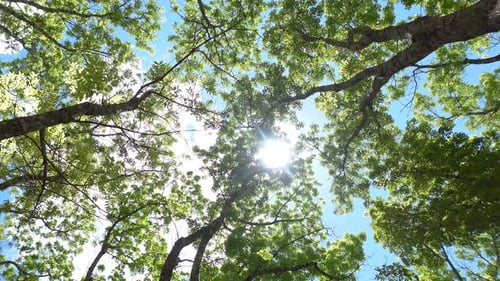 Vibrant treetops with lush green leaves, sunlight piercing through branches