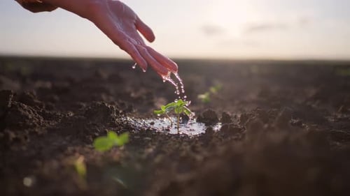 Woman Pouring Just Planting Sprout on Agricultural Field Keeping Hand Over Plant During Rain at