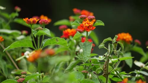 A close-up of flowers
